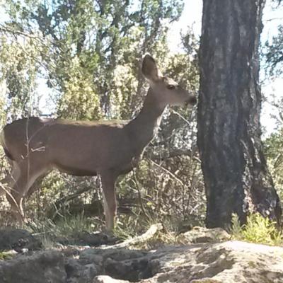 2014 Grand canyon biche