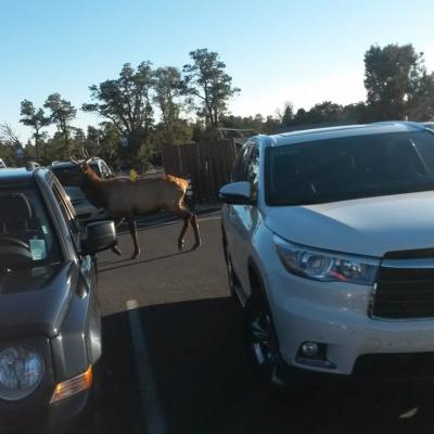 Cerf sur parking