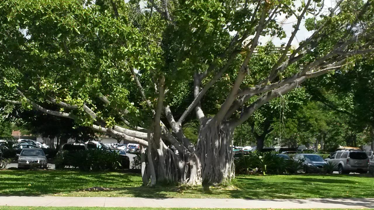 2014 Waikiki arbre