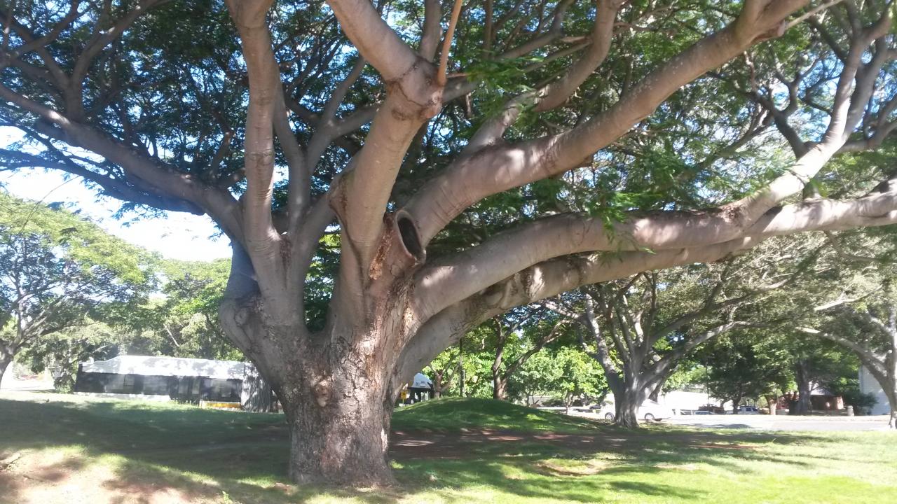 2014 route de Diamond head