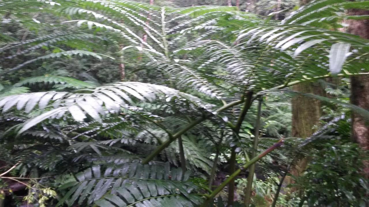 Dans la forêt tropique le de Maona falls à Honolulu