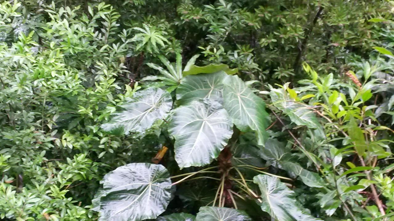 Dans la forêt tropique le de Maona falls à Honolulu