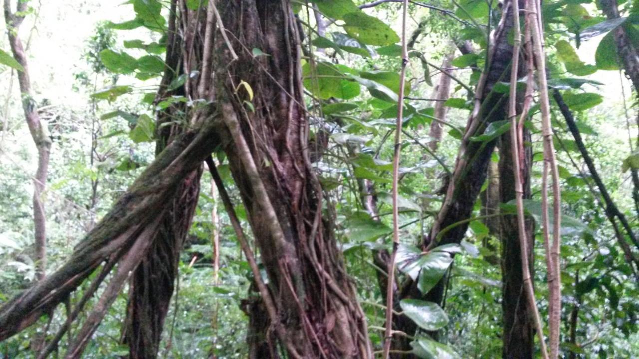 Dans la forêt tropique le de Maona falls à Honolulu