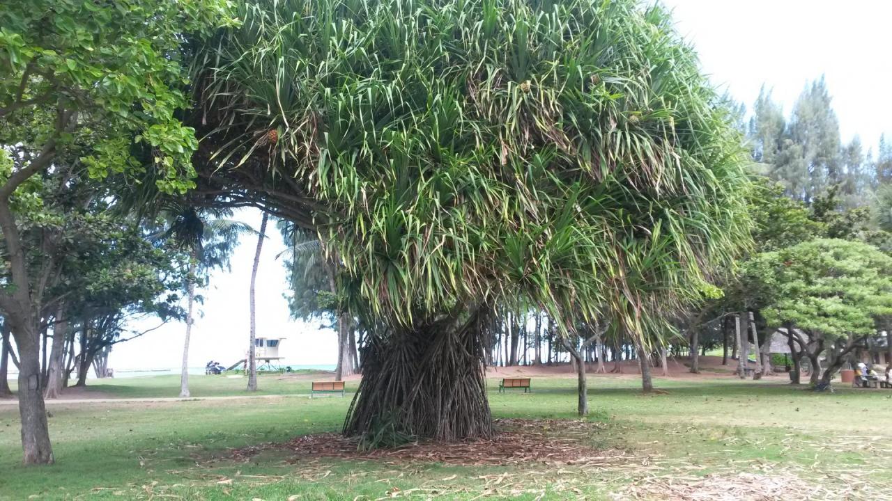 Kailua park