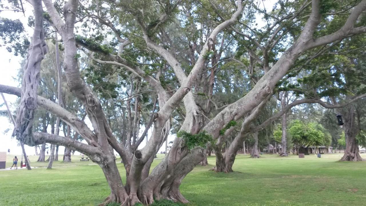 Kailua park