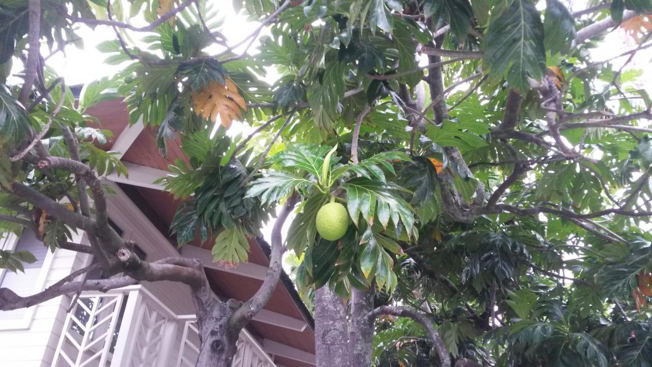 Kailua park