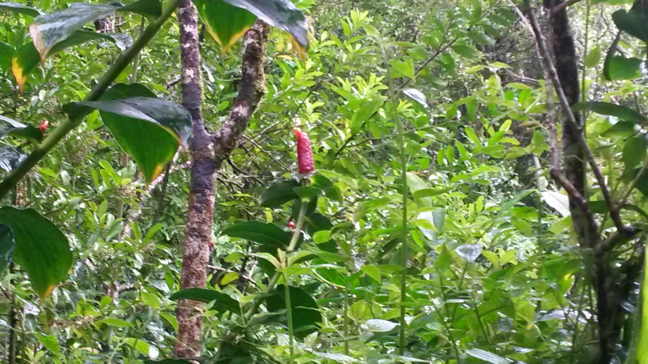 Maona forêt tropicale