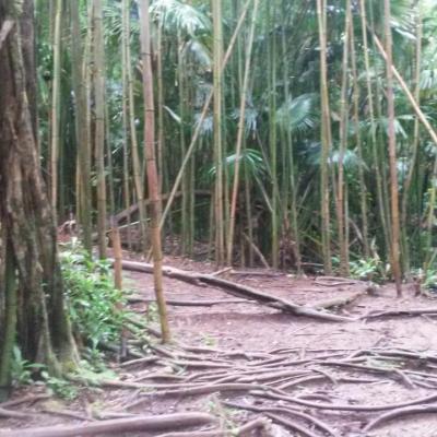 Maona forêt tropicale