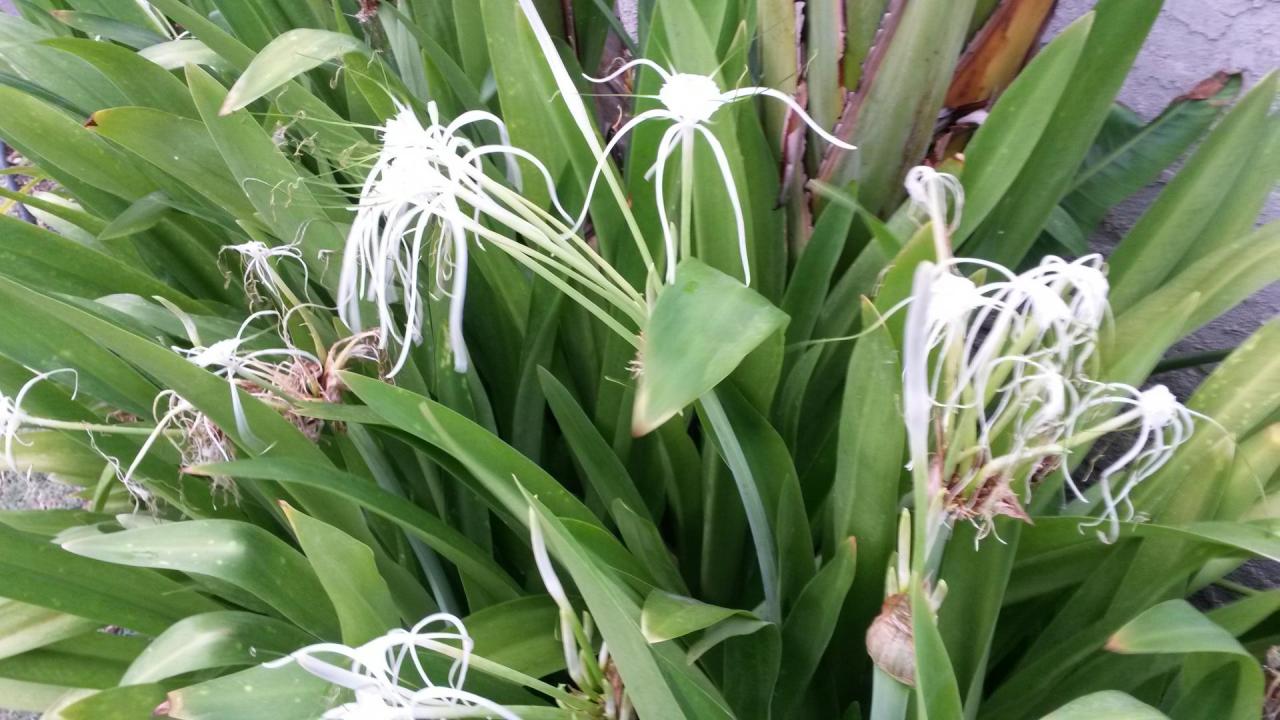 Maona forêt tropicale