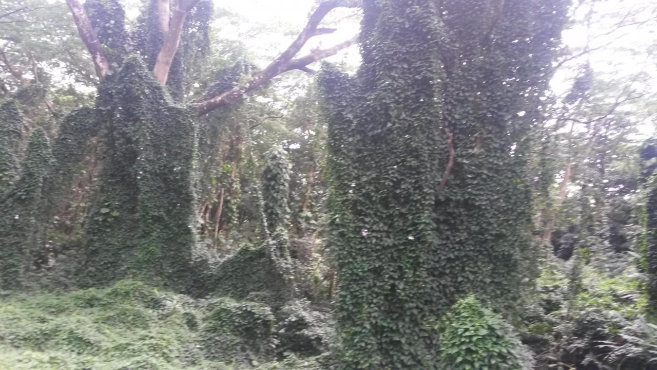 Maona forêt tropicale