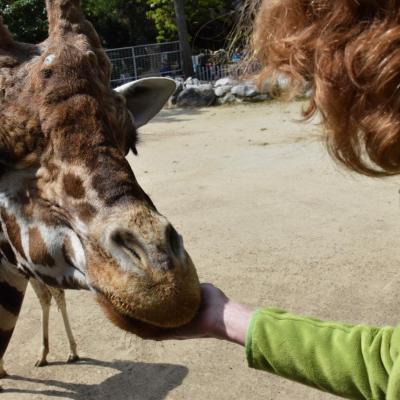 Zoo de la Palmyre 05 2014 (15)